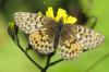 Boloria titania